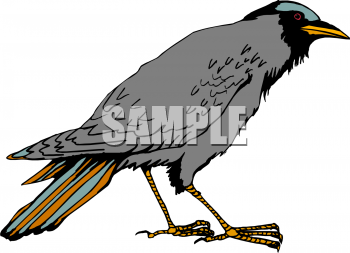 Bird Clip Art Image